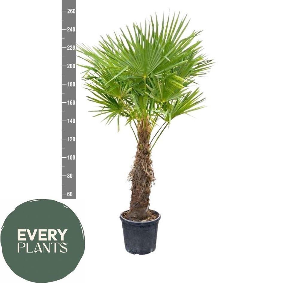 Горшечные цветы и растения оптом Trachyc Fortunei от 1шт из Голландии с доставкой по России