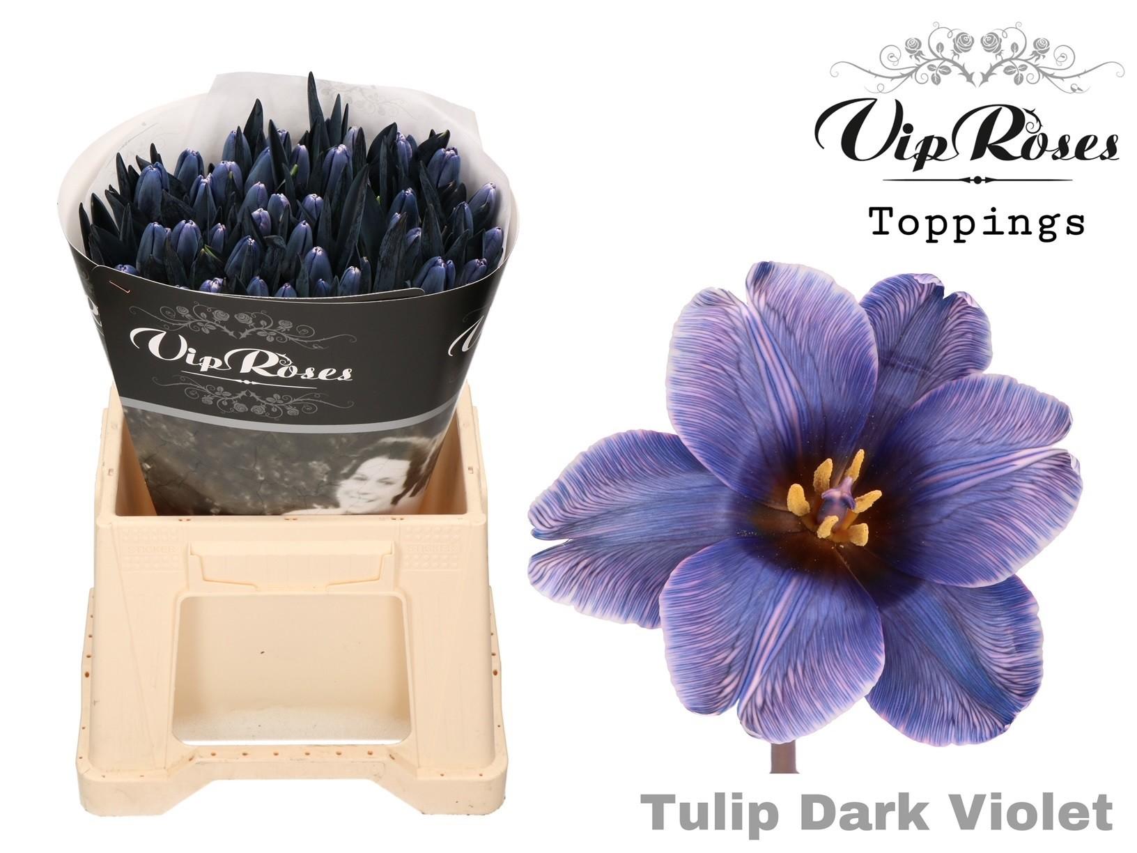 Срезанные цветы оптом Tulipa si paint dark violet от 50шт из Голландии с доставкой по России