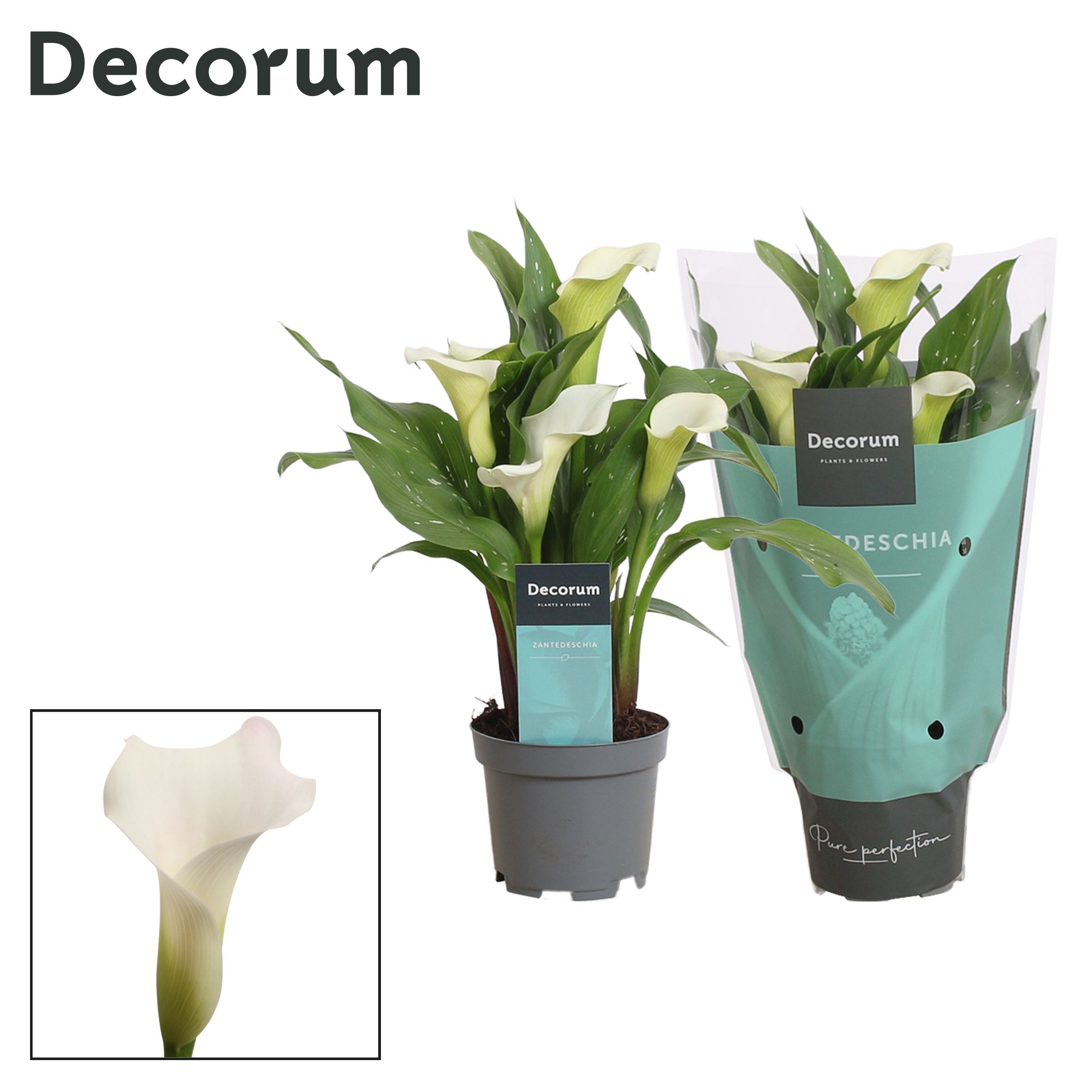 Горшечные цветы и растения оптом Zantedeschia White (decorum) от 12шт из Голландии с доставкой по России Горшечные цветы и растения оптом Zantedeschia White (decorum) от 12шт из Голландии с доставкой по России
