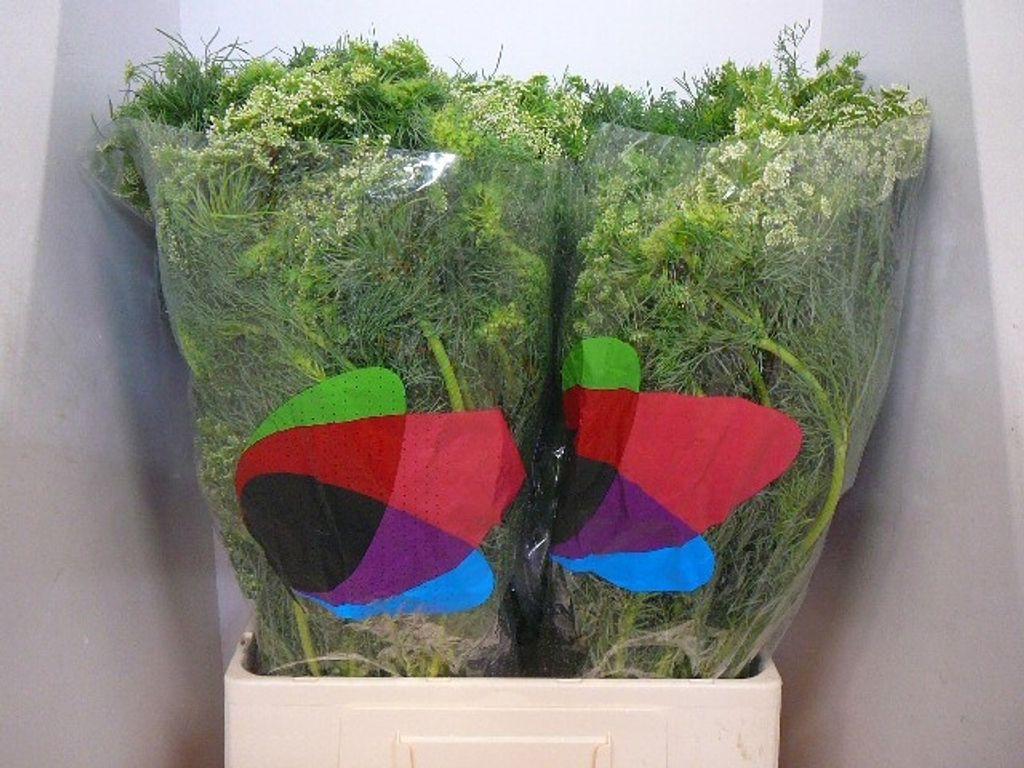 Срезанные цветы оптом Ammi visnaga от 60шт из Голландии с доставкой по России