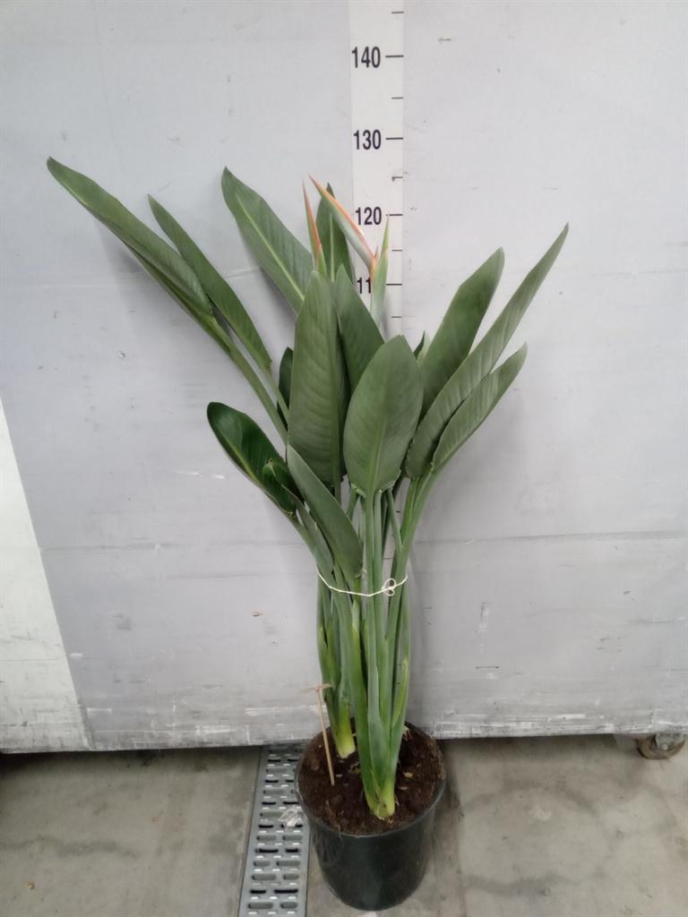 Горшечные цветы и растения оптом Strelitzia Reginae 2+ от 1шт из Голландии с доставкой по России