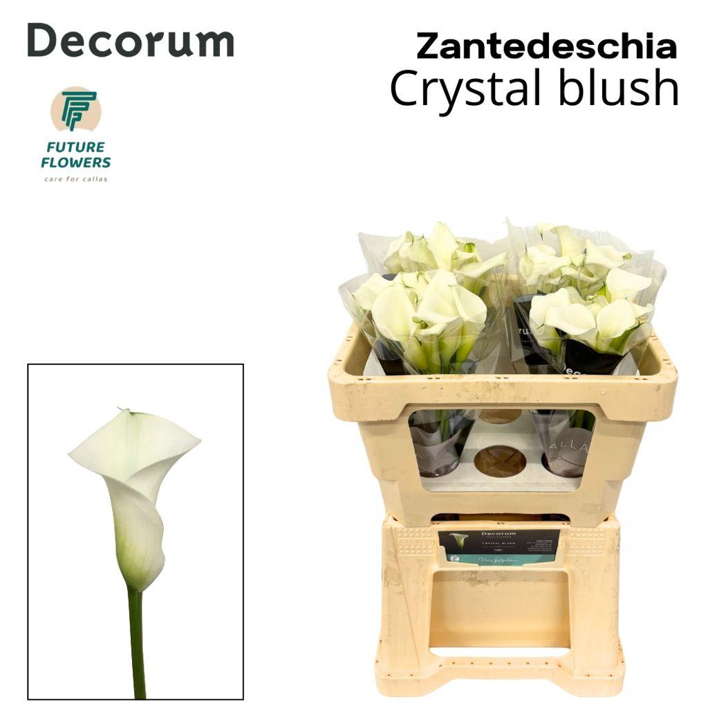 Срезанные цветы оптом Zantedeschia crystal blush от 40шт. из Голландии с доставкой по России