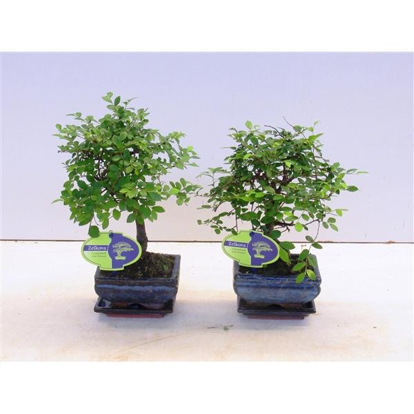 Горшечные цветы и растения оптом Bonsai Zelkova Parvifolia, With Drip от 12шт из Голландии с доставкой по России