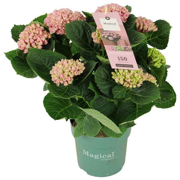 Горшечные цветы и растения оптом Hydrangea Magical Revolution ® Rose 7/8 Flowers от 6шт из Голландии с доставкой по России