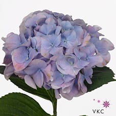 Срезанные цветы оптом Hydrangea marsepein milka от 10шт из Голландии с доставкой по России