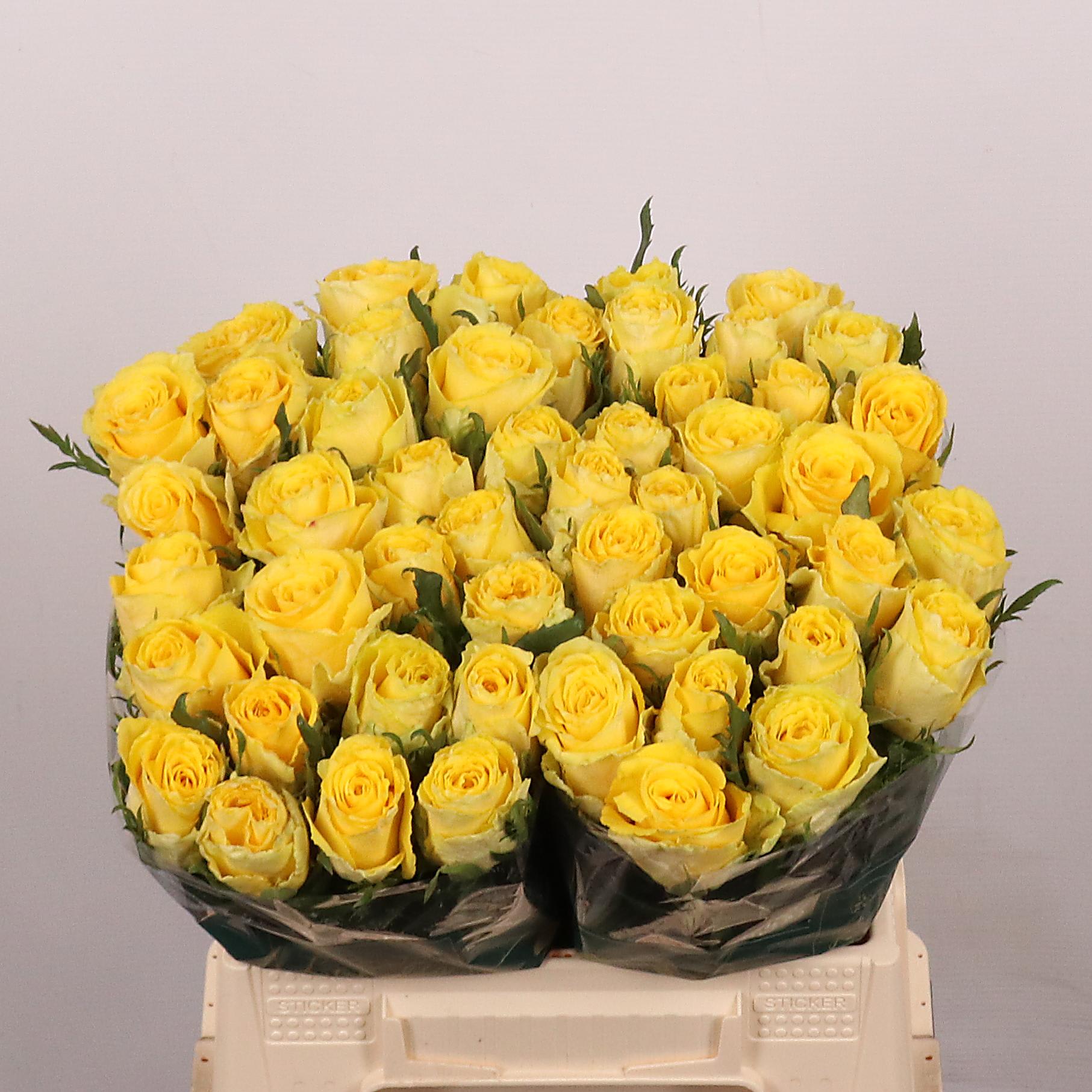 Срезанные цветы оптом Rosa large good times от 50шт из Голландии с доставкой по России