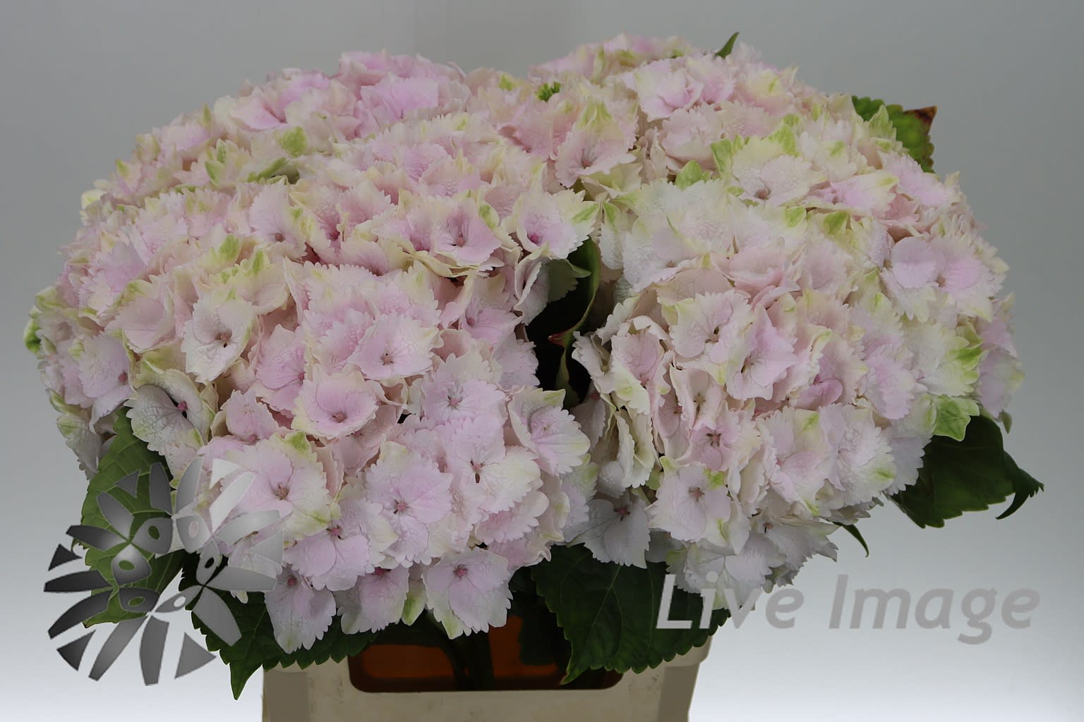 Срезанные цветы оптом Hydrangea pastel pink light от 10шт из Голландии с доставкой по России