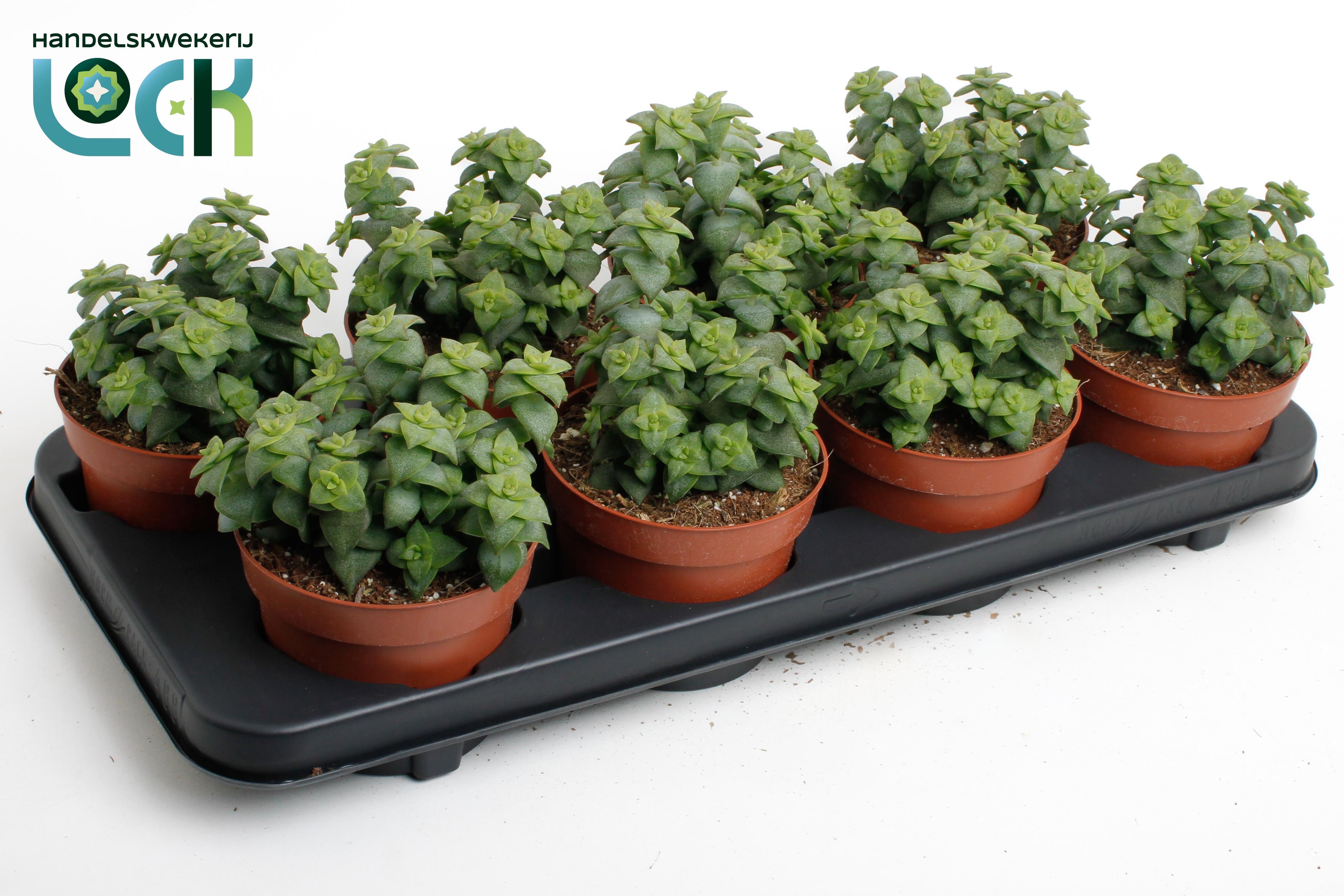 Горшечные цветы и растения оптом Crassula Perforata от 6шт из Голландии с доставкой по России