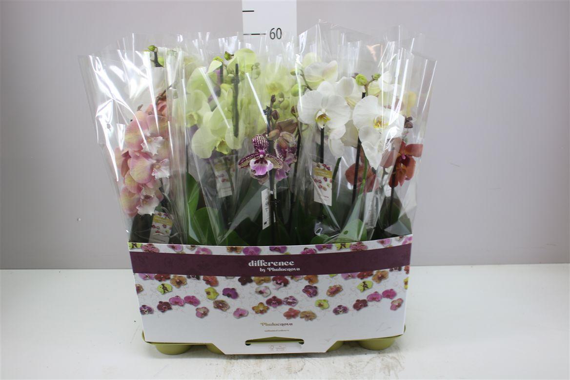 Горшечные цветы и растения оптом Phal Gemengd 2 Tak 16+ от 10шт из Голландии с доставкой по России