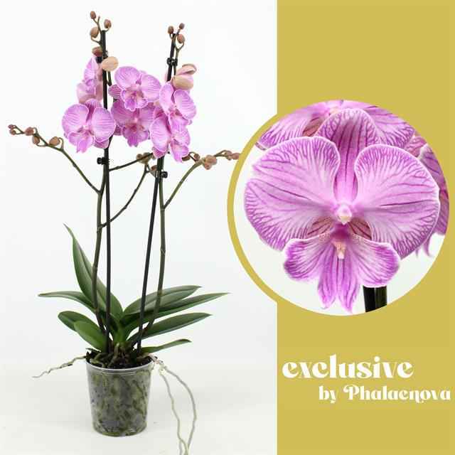 Горшечные цветы и растения оптом Phalaenopsis Laura от 4шт из Голландии с доставкой по России