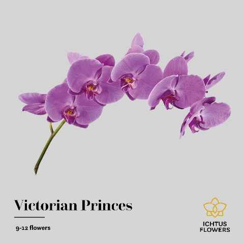 Срезанные цветы оптом Phalaenopsis victorian princess (per stem) от 10шт из Голландии с доставкой по России