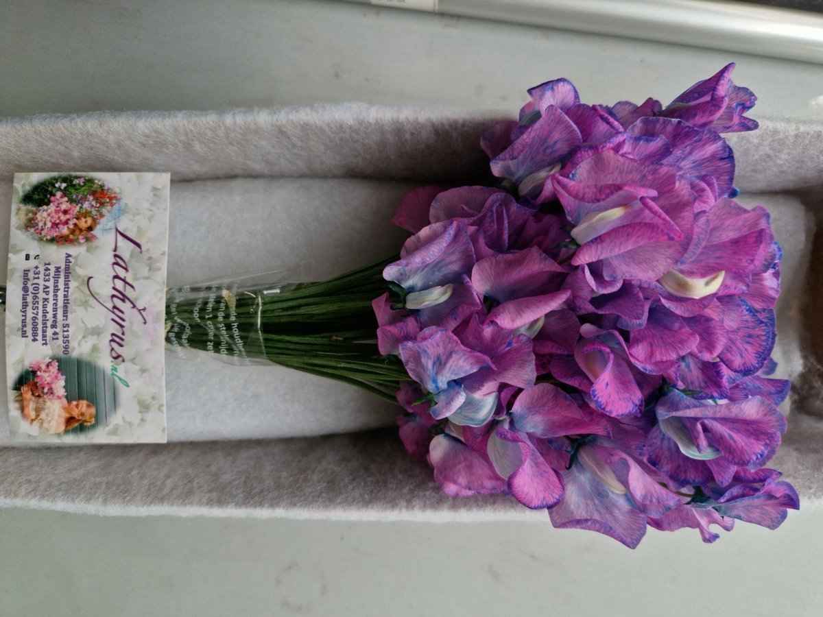 Срезанные цветы оптом Lathyrus paint purple magic от 50шт. из Голландии с доставкой по России
