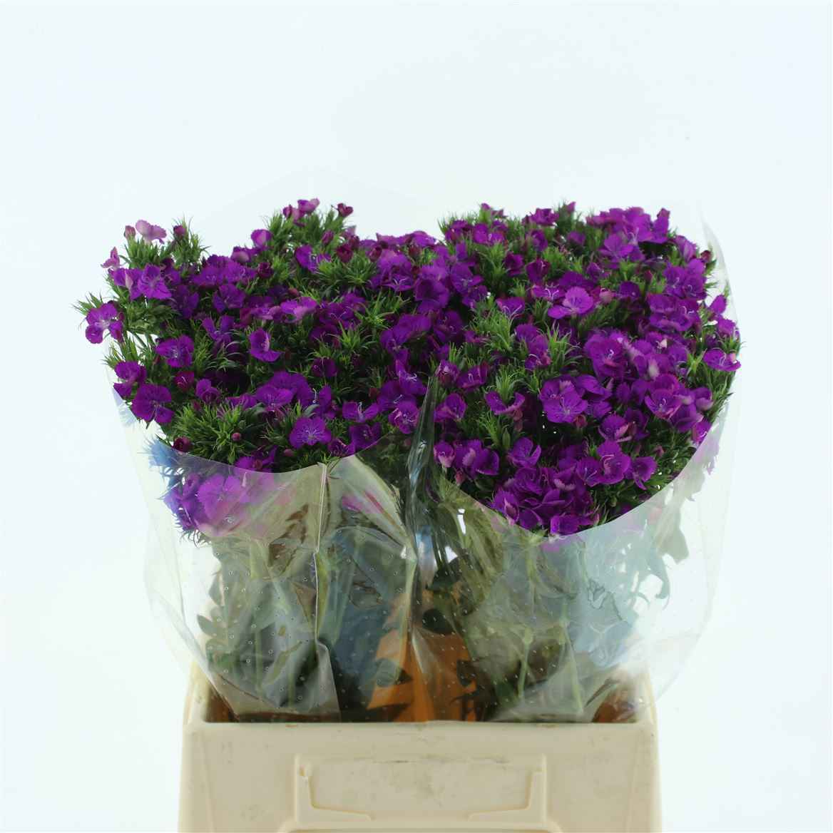 Срезанные цветы оптом Dianthus br amazone neon purple от 100шт из Голландии с доставкой по России