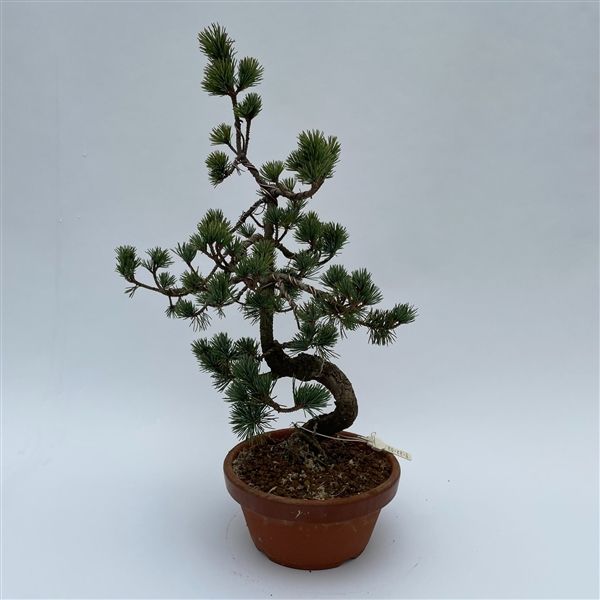 Горшечные цветы и растения оптом Bonsai Pinus от 1шт из Голландии с доставкой по России