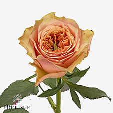 Срезанные цветы оптом Rosa large victoria park от 50шт из Голландии с доставкой по России