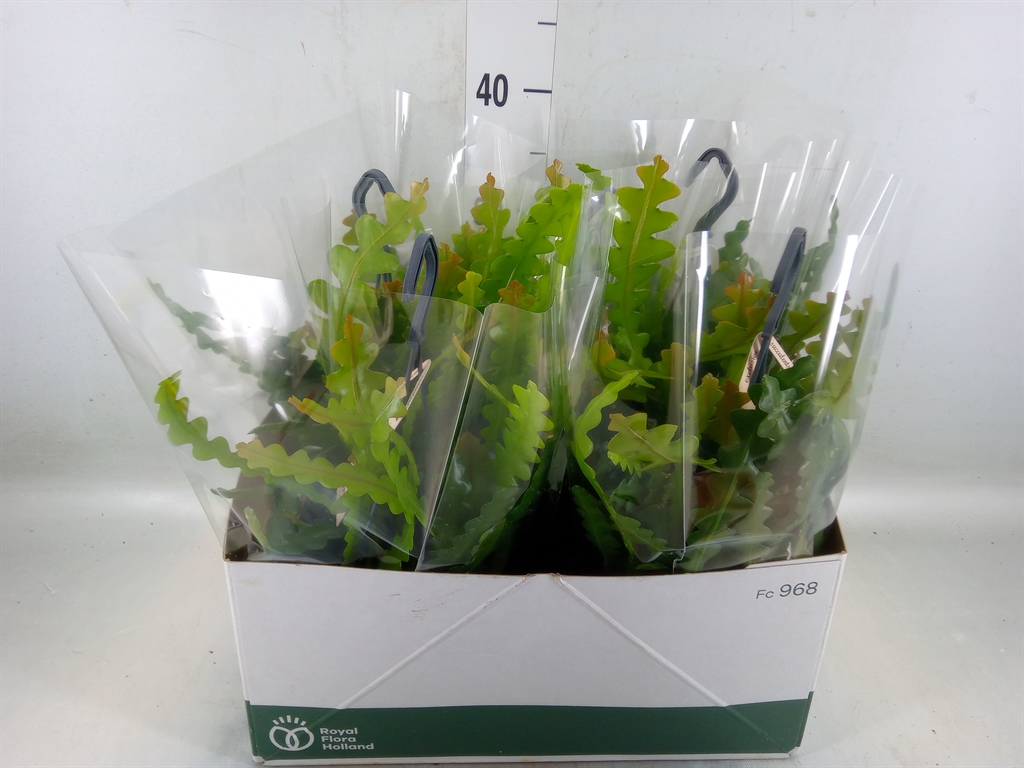 Горшечные цветы и растения оптом Epiphyllum Anguliger от 5шт из Голландии с доставкой по России