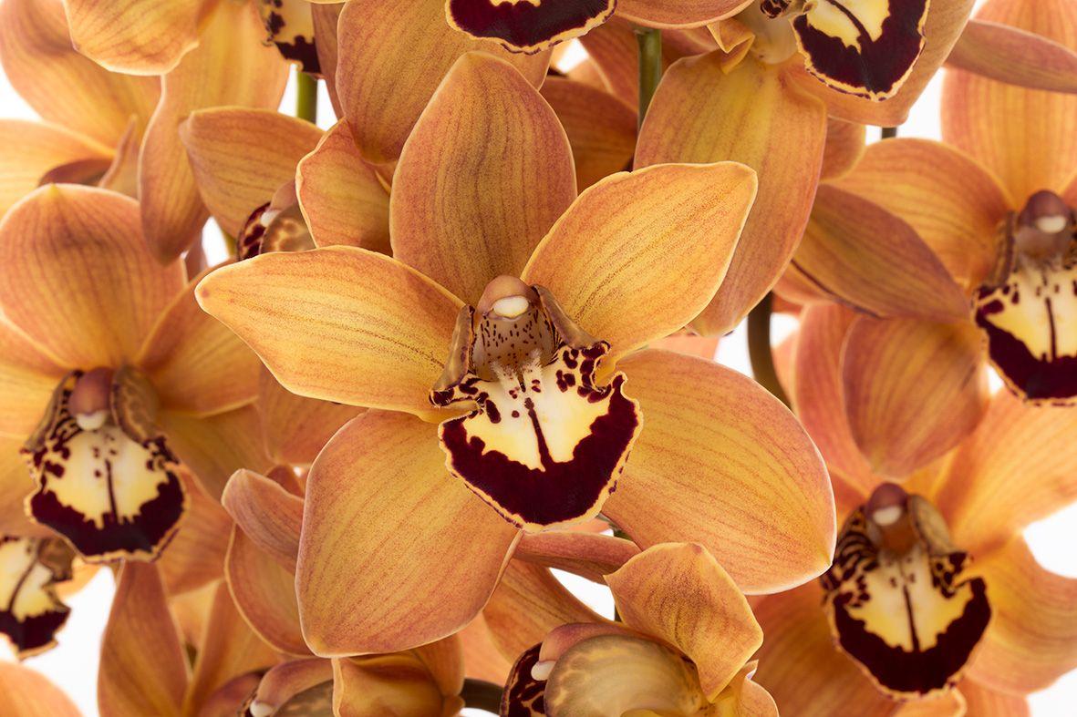 Срезанные цветы оптом Cymbidium brown charly brown от 16шт из Голландии с доставкой по России