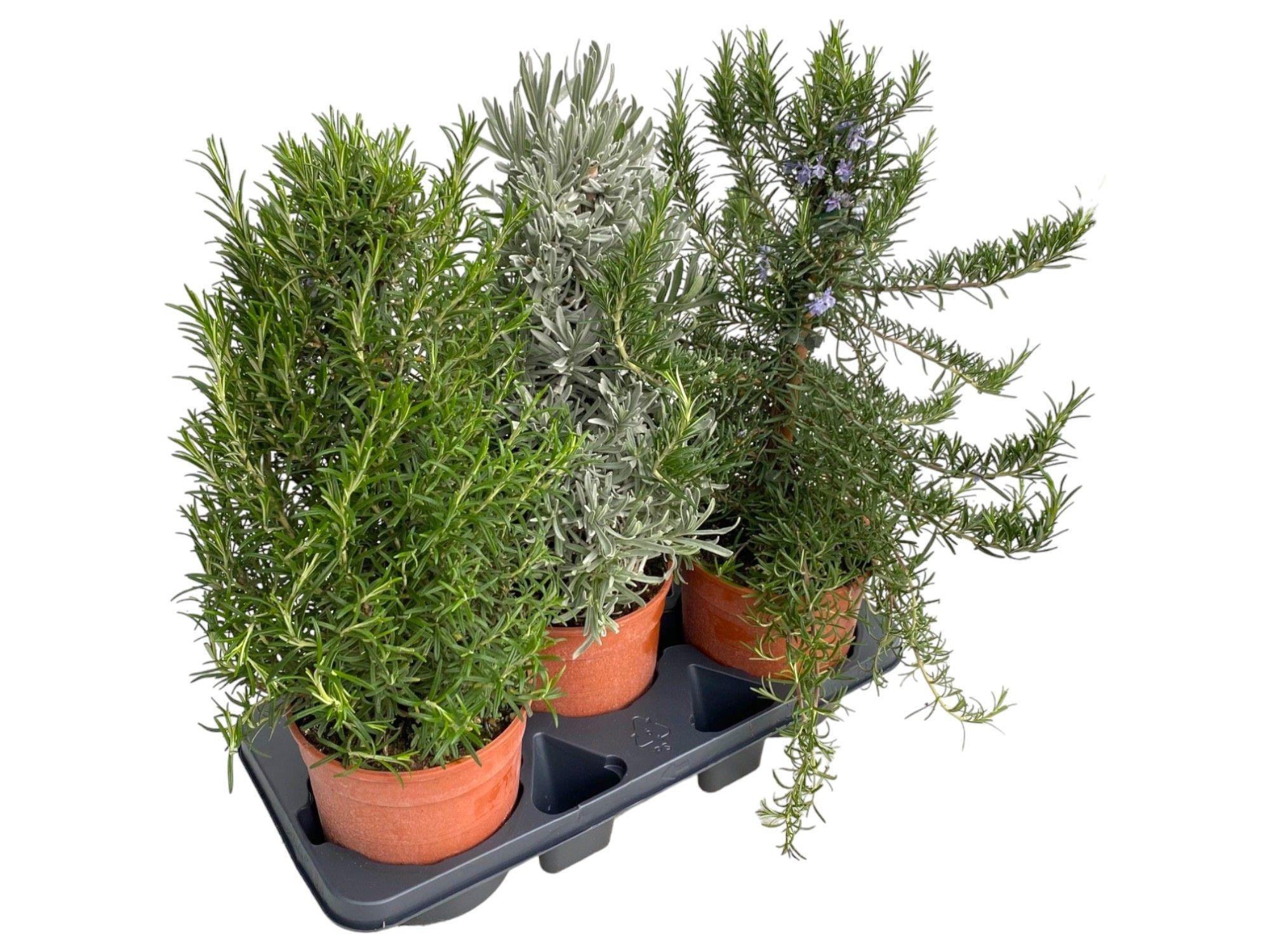 Горшечные цветы и растения оптом Herb Mix Pyramid от 3шт из Голландии с доставкой по России