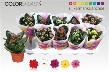 Горшечные цветы и растения оптом Kal Ge Gem 5 Kl от 10шт из Голландии с доставкой по России