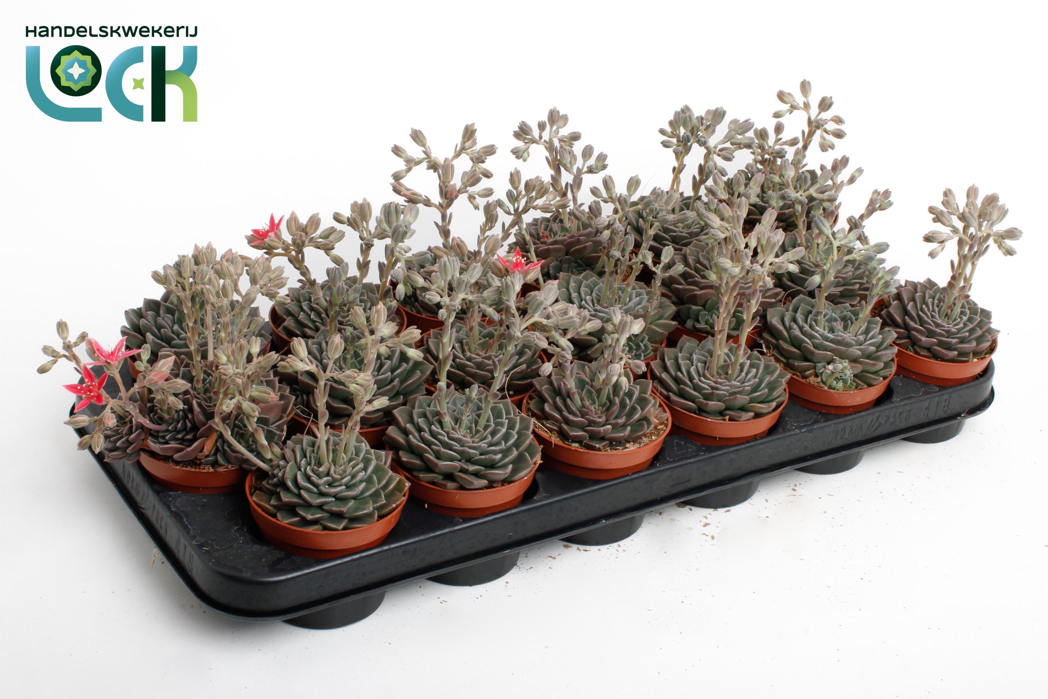 Горшечные цветы и растения оптом Echeveria Glauca от 12шт (для телеги) из Голландии с доставкой по России