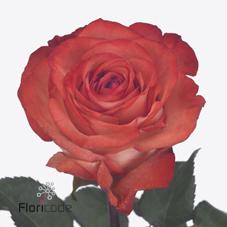 Срезанные цветы оптом Rosa large icon от 60шт из Голландии с доставкой по России