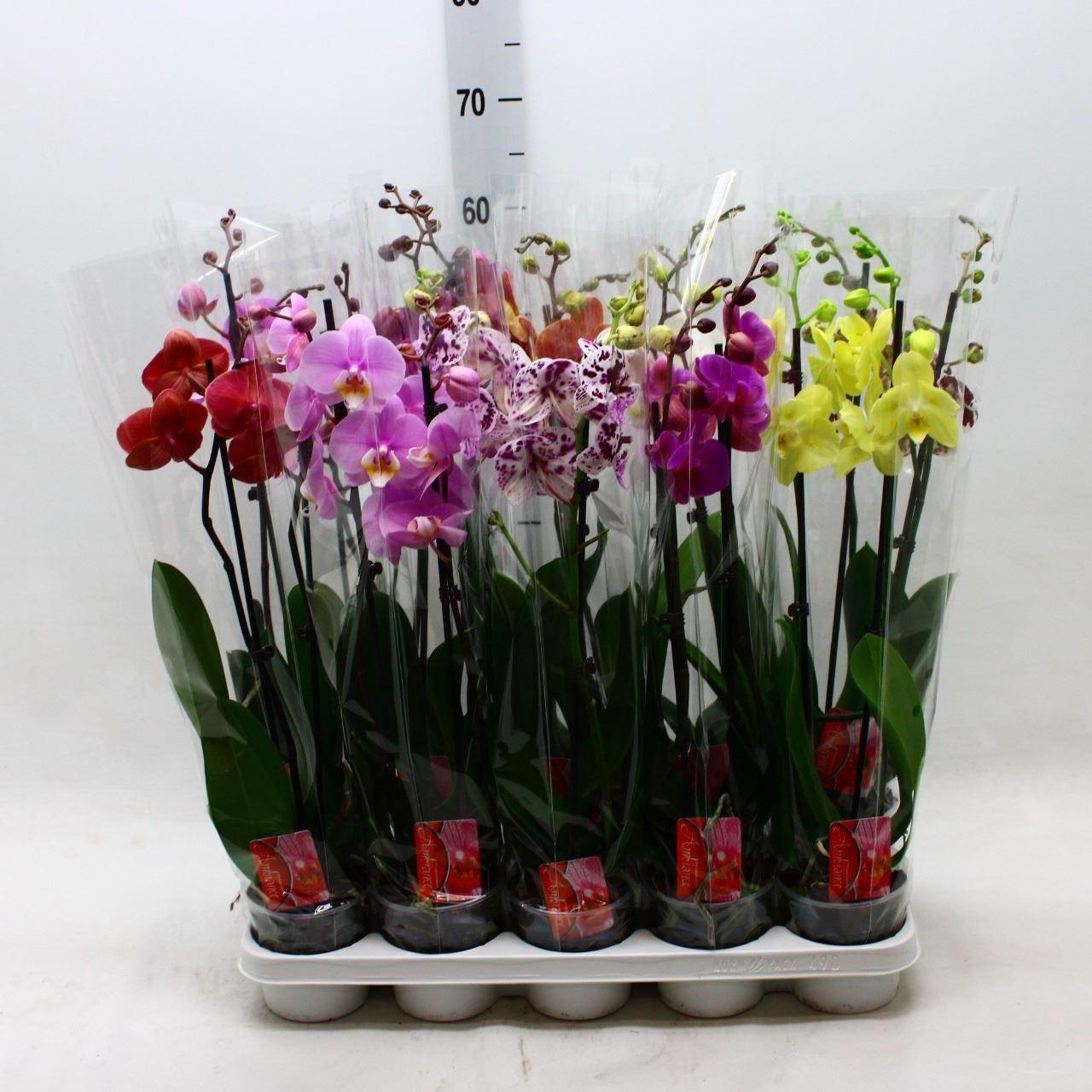Горшечные цветы и растения оптом Phalaenopsis   ...mix от 10шт из Голландии с доставкой по России