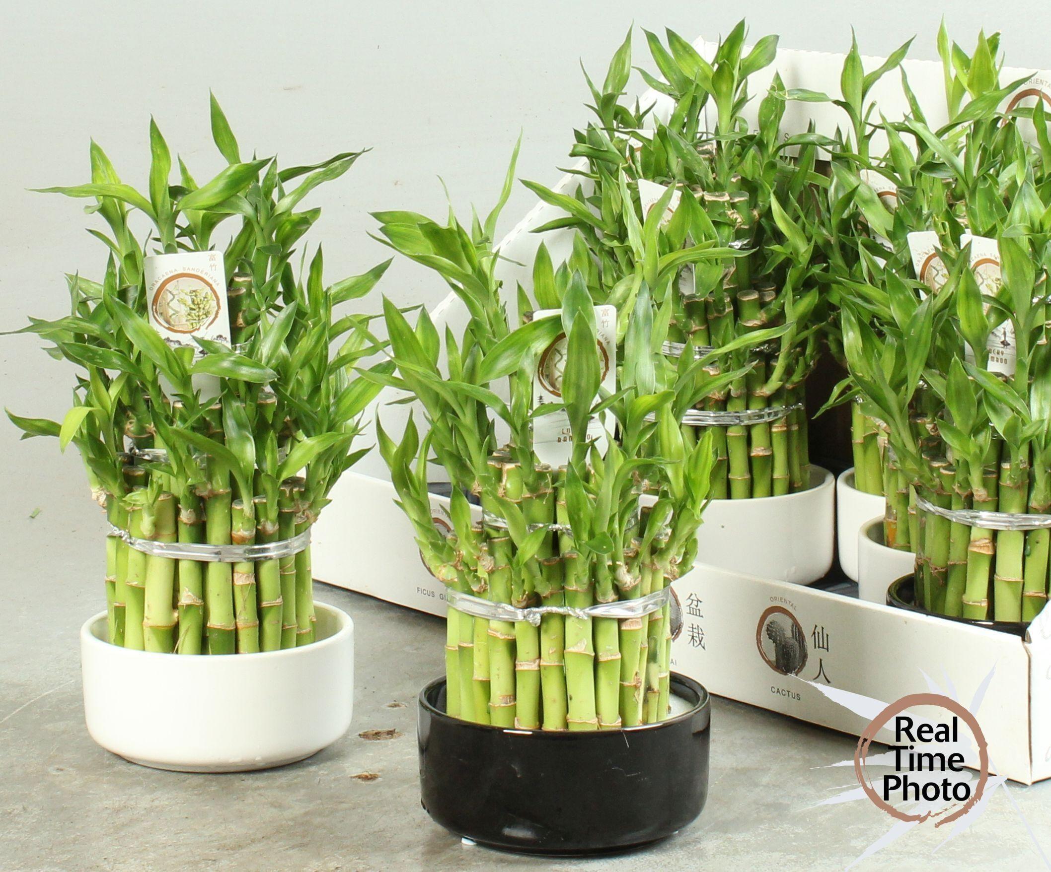 Горшечные цветы и растения оптом Dra Lucky Bamboo от 8шт из Голландии с доставкой по России