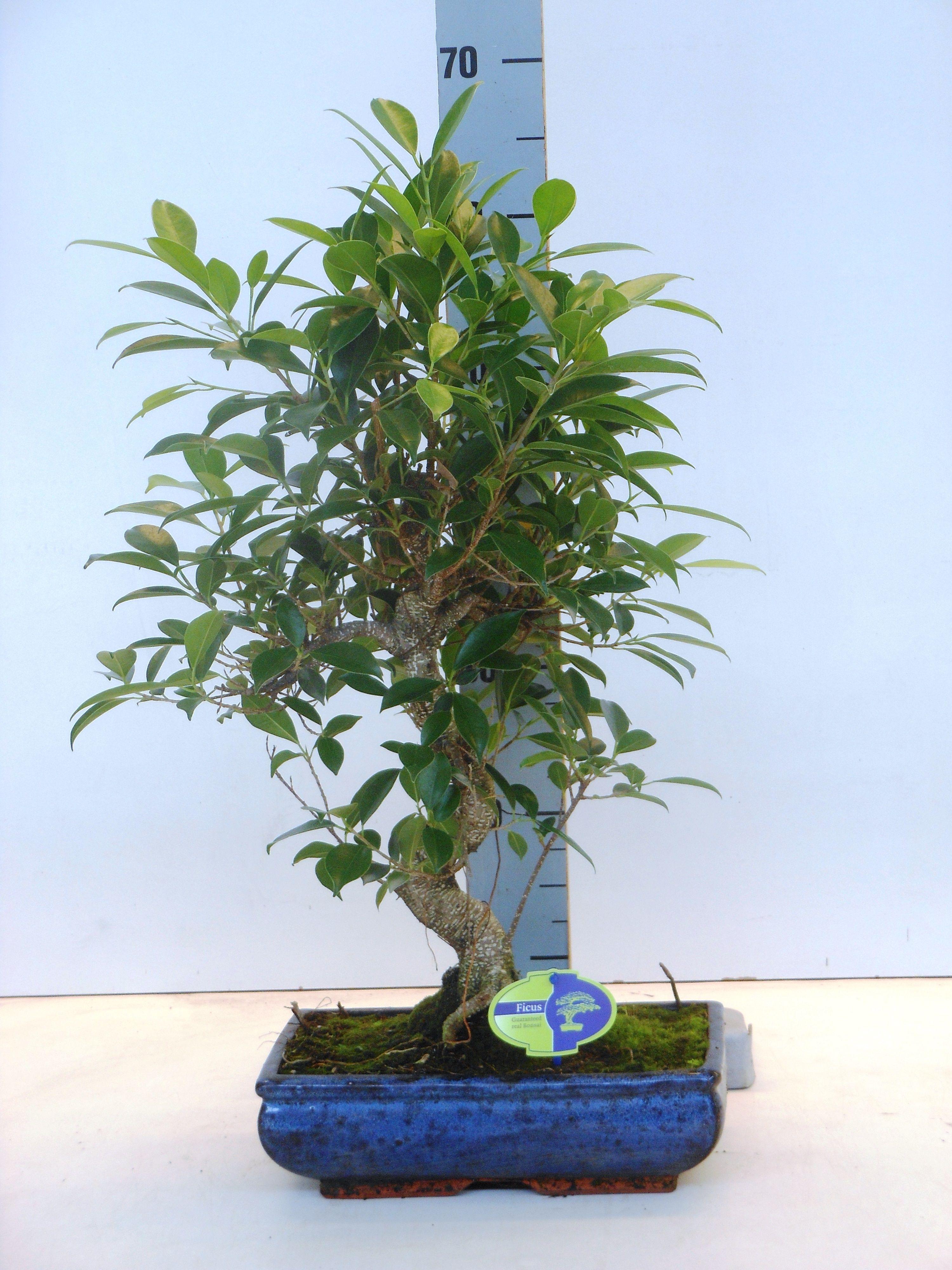 Горшечные цветы и растения оптом Bonsai Ficus Without Drip Tray от 2шт из Голландии с доставкой по России