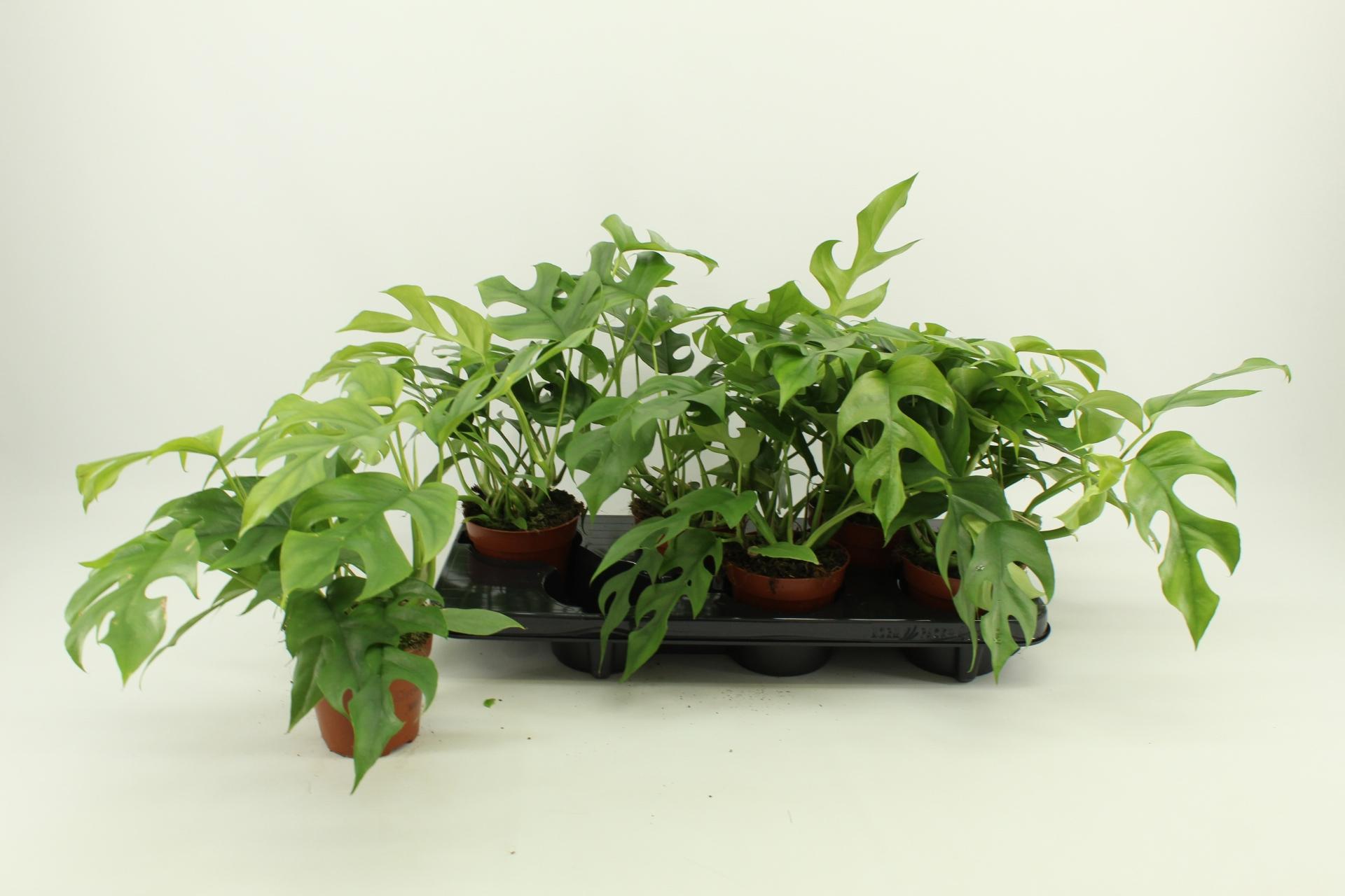 Горшечные цветы и растения оптом Monstera Ov от 6шт из Голландии с доставкой по России Горшечные цветы и растения оптом Monstera Ov от 6шт из Голландии с доставкой по России