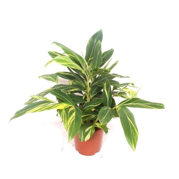 Горшечные цветы и растения оптом Alpinia Zerumbet Variegata от 1шт из Голландии с доставкой по России