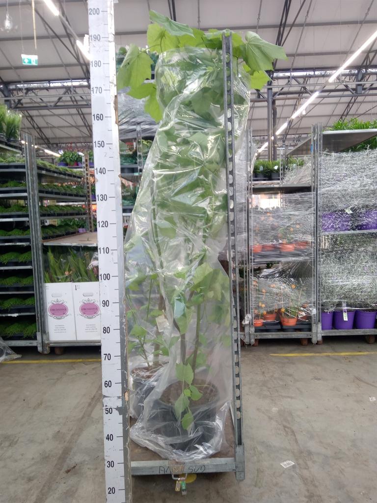 Горшечные цветы и растения оптом Sparrmannia Africana от 1шт из Голландии с доставкой по России