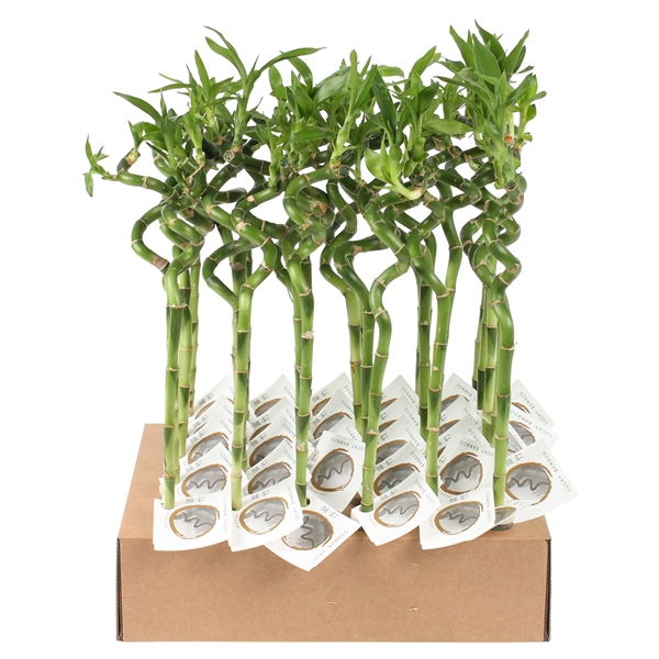 Горшечные цветы и растения оптом Lucky Bamboo Stem Spiral 35cm In Tube & Karton Tra от 30шт (для телеги) из Голландии с доставкой по России