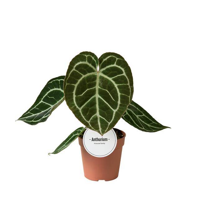 Горшечные цветы и растения оптом Anthurium Chrystallium от 6шт из Голландии с доставкой по России