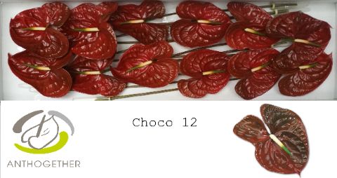 Срезанные цветы оптом Anthurium choco от 12шт из Голландии с доставкой по России
