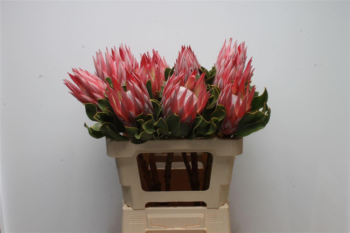 Срезанные цветы оптом Protea cynaroides clare от 10шт из Голландии с доставкой по России