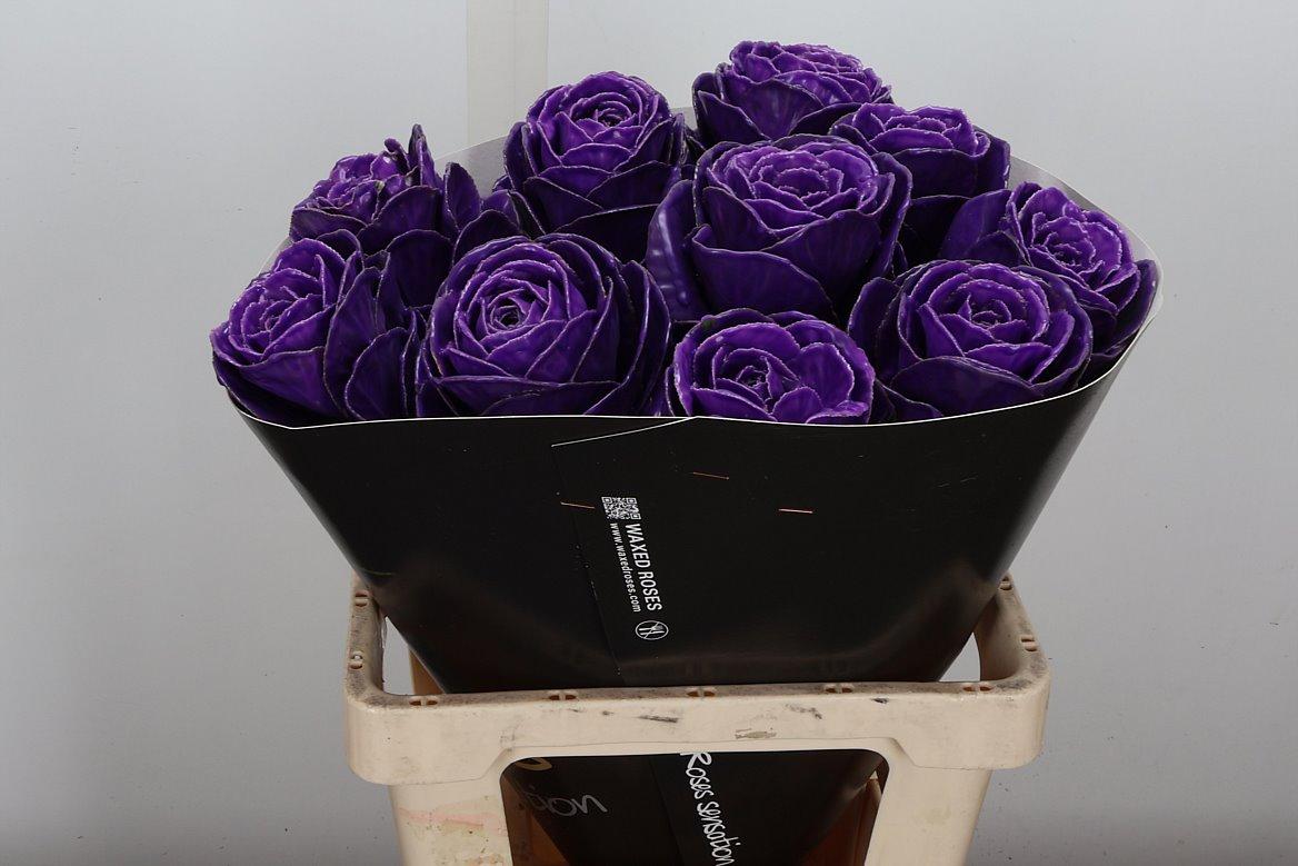 Срезанные цветы оптом Brassica wax purple от 10шт из Голландии с доставкой по России