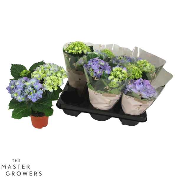 Горшечные цветы и растения оптом Hydrangea Ma Early Blue 2+ от 8шт из Голландии с доставкой по России