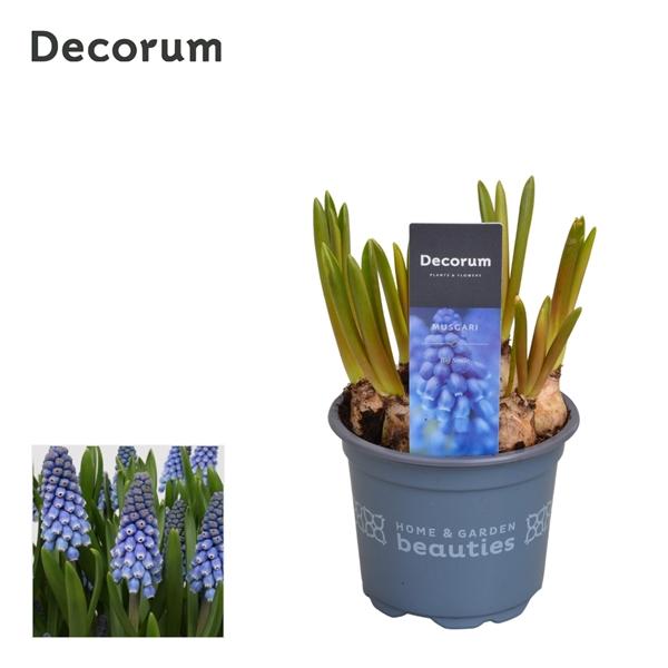 Горшечные цветы и растения оптом Muscari Big Smile (decorum) от 18шт (для телеги) из Голландии с доставкой по России
