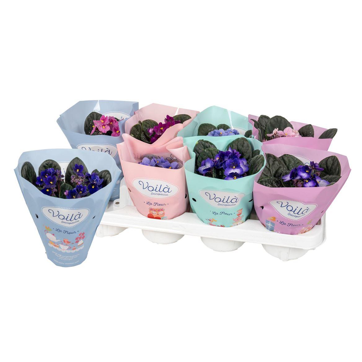 Горшечные цветы и растения оптом Saintpaulia Mix Voila La Fleur от 8шт (для телеги) из Голландии с доставкой по России