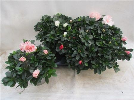 Горшечные цветы и растения оптом Rhodo Si Vogel Gem от 6шт из Голландии с доставкой по России
