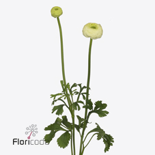 Срезанные цветы оптом Ranunculus aazur cream от 50шт из Голландии с доставкой по России