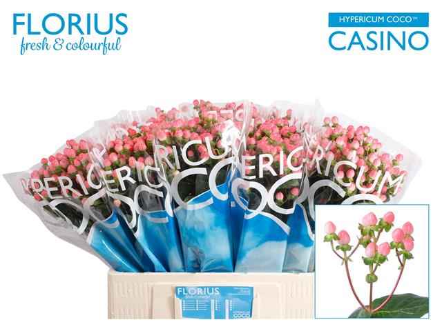 Срезанные цветы оптом Hypericum coco casino от 100шт из Голландии с доставкой по России