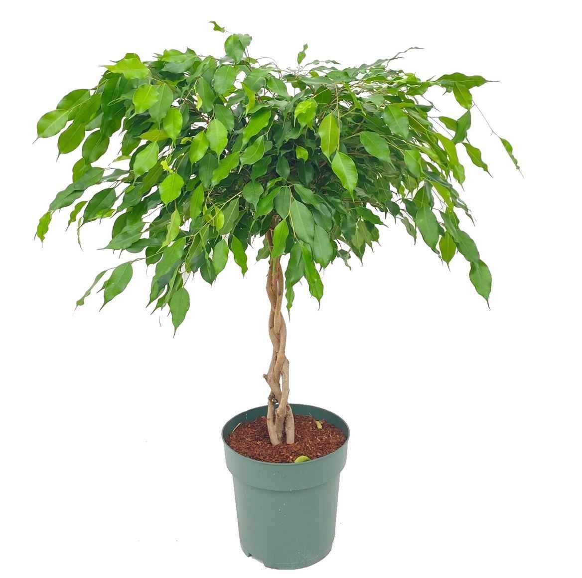 Горшечные цветы и растения оптом Ficus Be Exotica Twisted Stem от 1шт из Голландии с доставкой по России