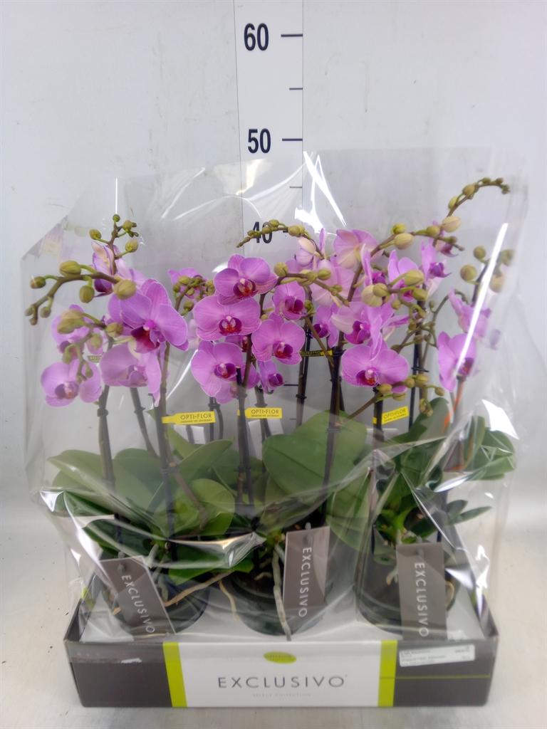 Горшечные цветы и растения оптом Phalaenopsis Multi.   ...rose от 6шт из Голландии с доставкой по России