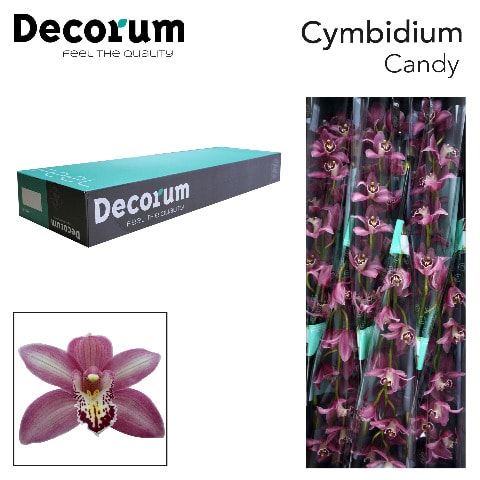 Срезанные цветы оптом Cymbidium pink candy от 9шт. из Голландии с доставкой по России