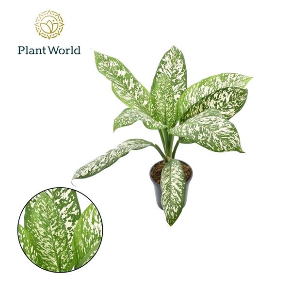 Горшечные цветы и растения оптом Dieffenbachia White Etna от 3шт из Голландии с доставкой по России