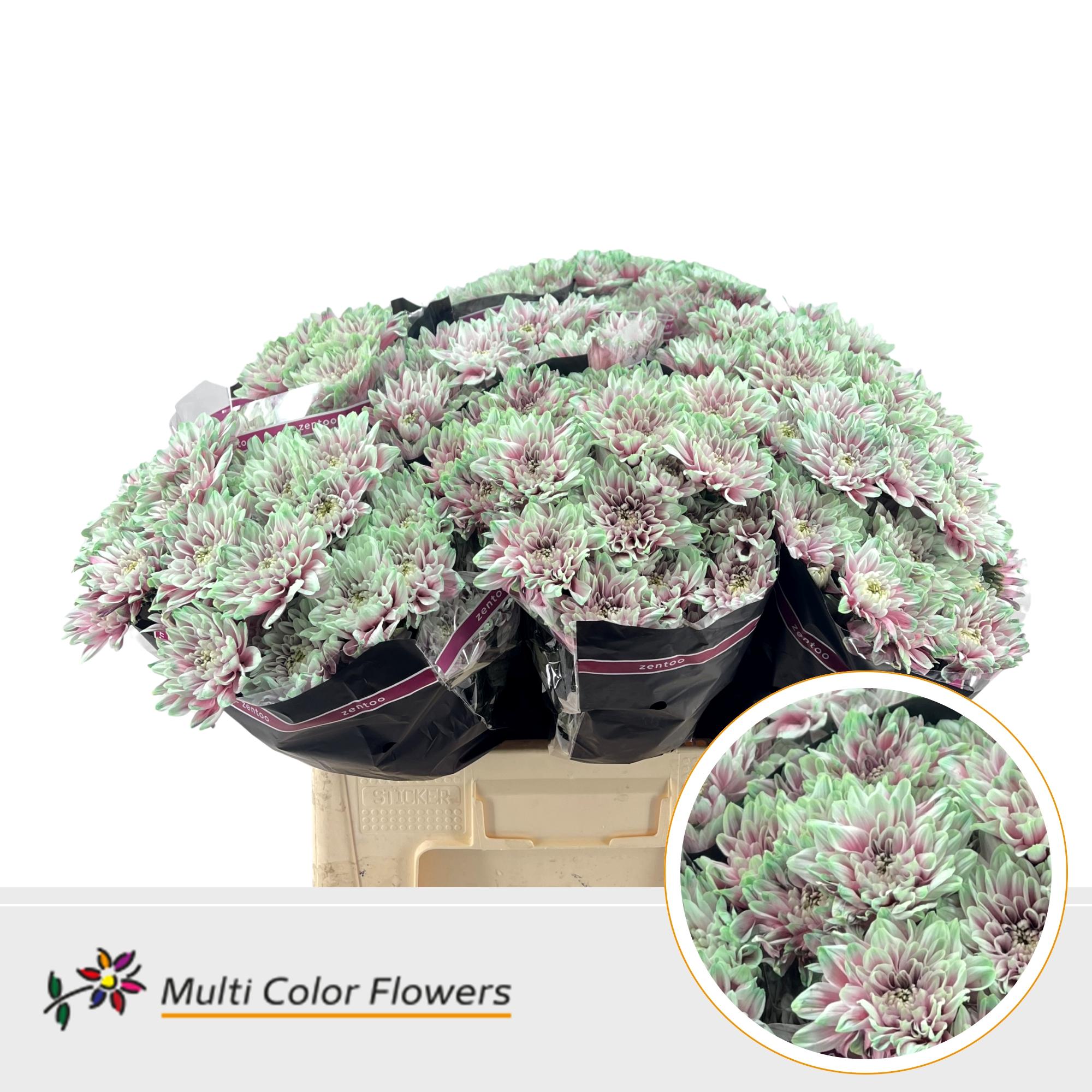 Срезанные цветы оптом Chrys sp paint baltica watermelon от 40шт из Голландии с доставкой по России