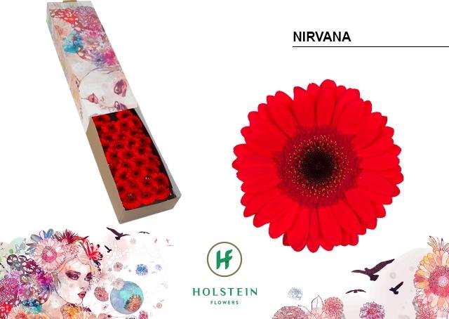 Срезанные цветы оптом Germini nirvana от 60шт из Голландии с доставкой по России