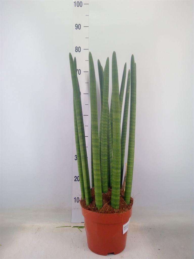 Горшечные цветы и растения оптом Sansevieria Cyl.  ... от 1шт из Голландии с доставкой по России