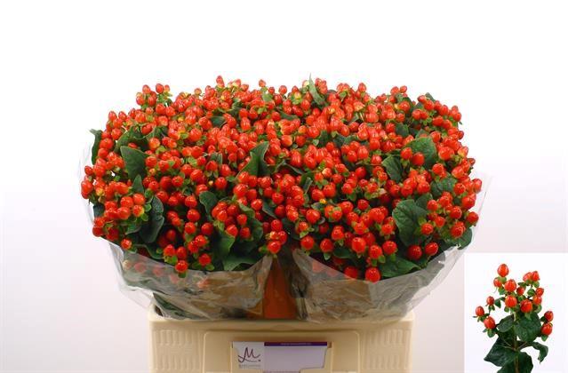 Срезанные цветы оптом Hypericum red от 100шт из Голландии с доставкой по России